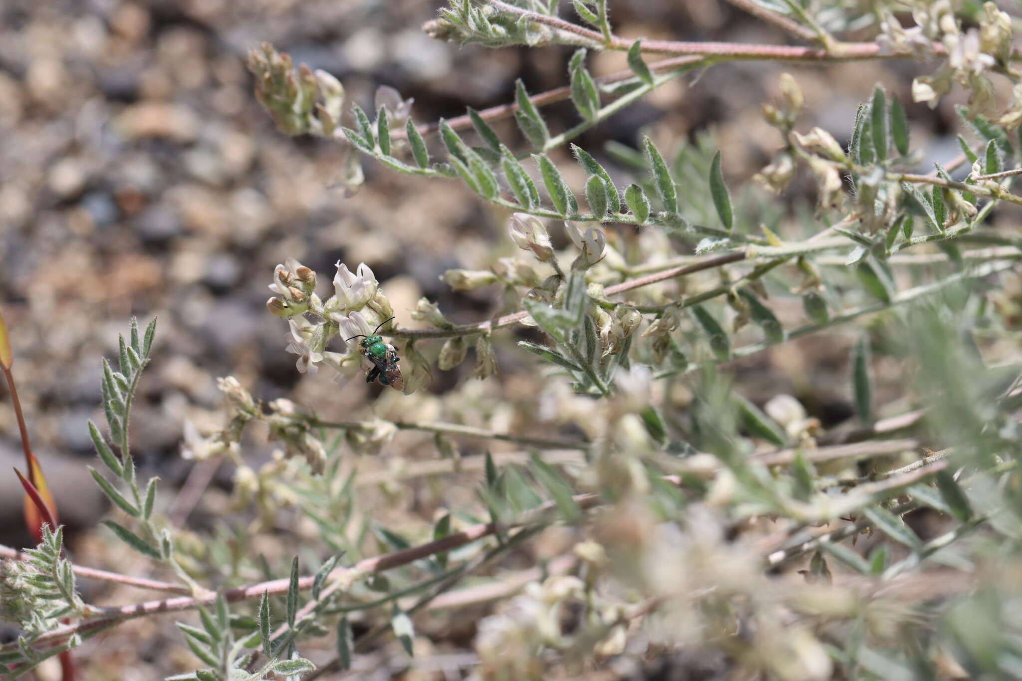 Imagem de Astragalus lyallii A. Gray