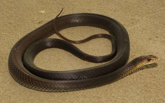 Image of Black whip snake