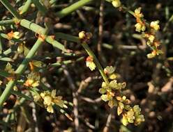 Image of Duma florulenta (Meisn.) T. M. Schust.