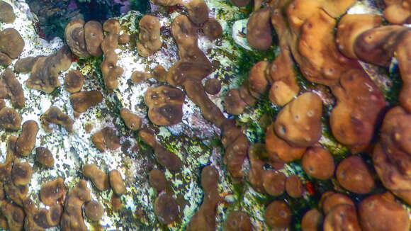 Image of chicken liver sponge