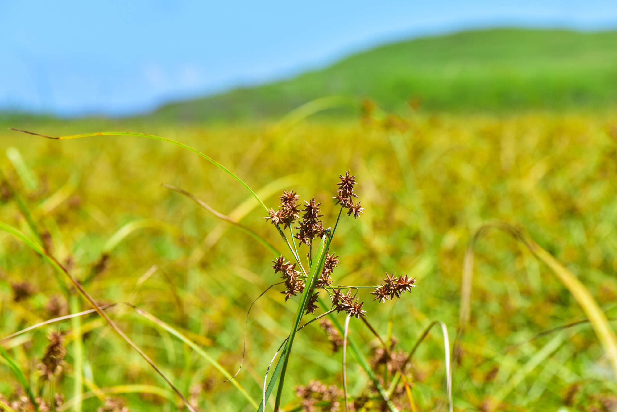 Слика од Cyperus javanicus Houtt.