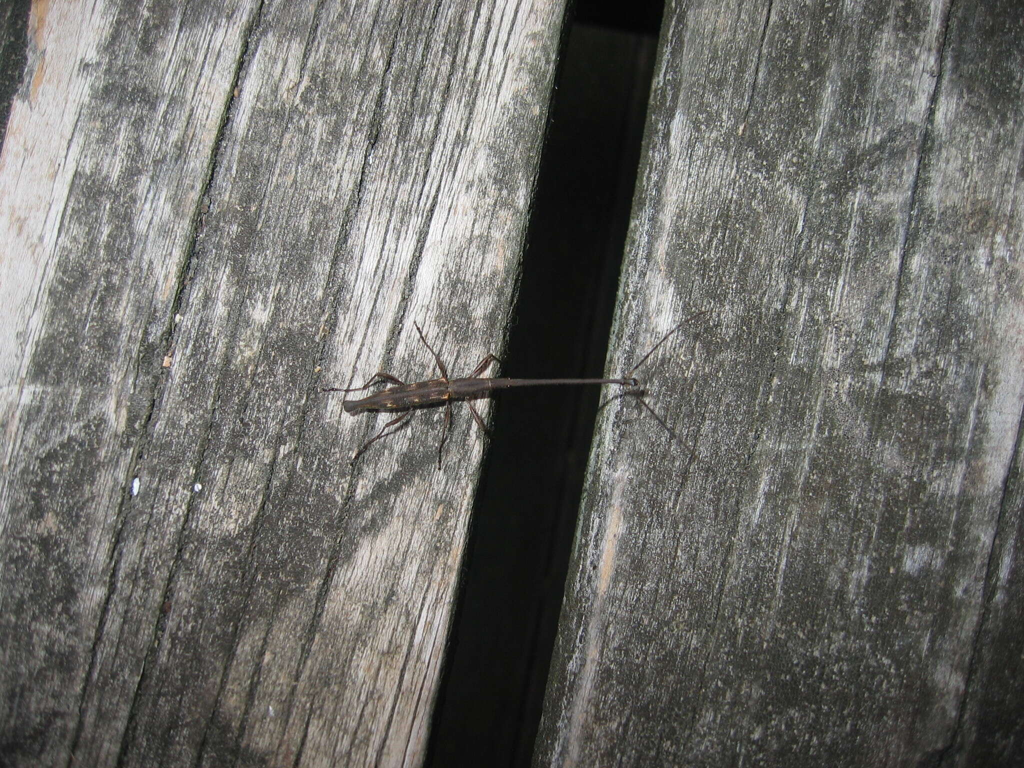 Image of Giraffe weevil