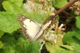 Colotis amata (Fabricius 1775)的圖片