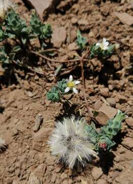 Image of Chaetanthera euphrasioides (DC.) Fr. Meigen