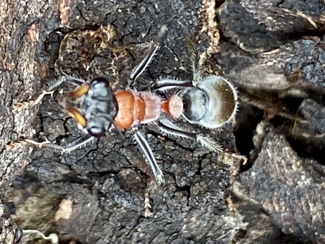 Image of Myrmecia swalei Crawley 1922