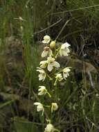 Image of Koellensteinia eburnea (Barb. Rodr.) Schltr.