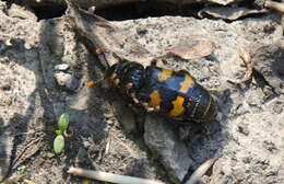 Image of Nicrophorus (Nicrophorus) interruptus (Stephens 1830)