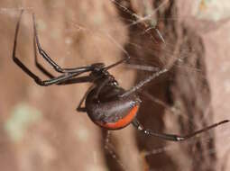 Image of Redback spider