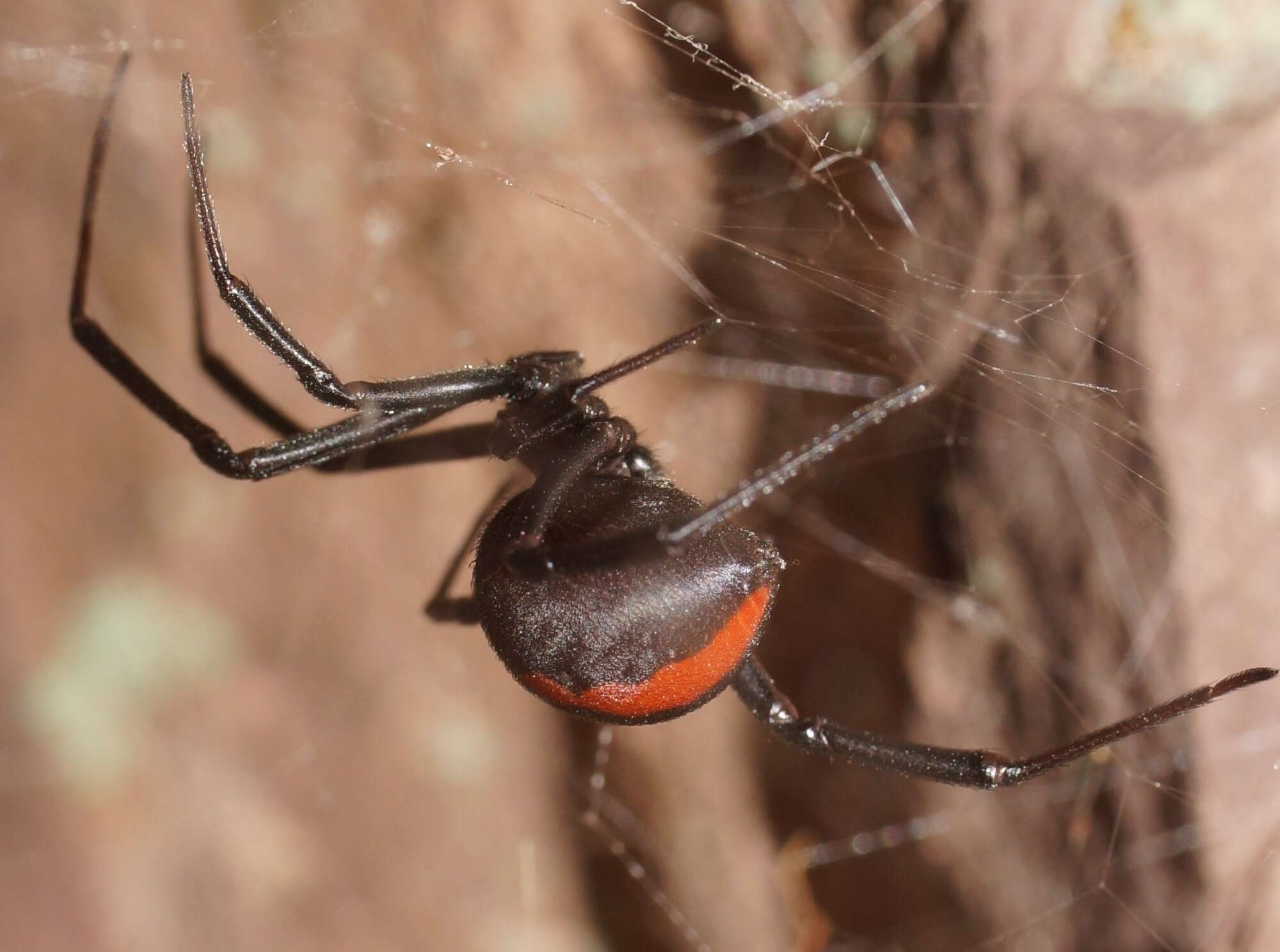 Image of Redback spider