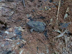 Image of Common Lesser Toad