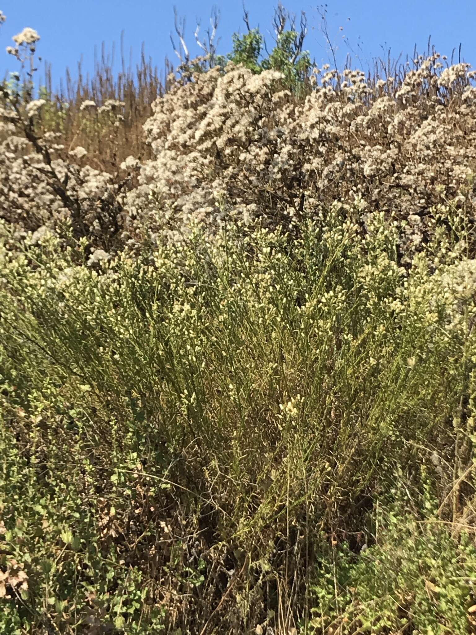 Image of Malibu baccharis