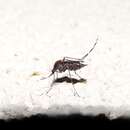 Sivun Aedes mitchellae (Dyar 1905) kuva