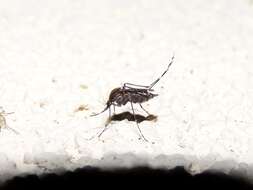 Image of Aedes mitchellae (Dyar 1905)