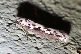 Image of Ethmia hagenella Chambers 1878