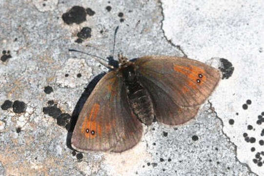 Image of De Lesse’s Brassy Ringlet