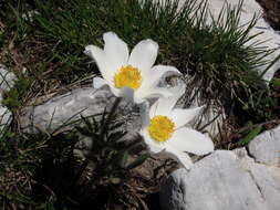 Pulsatilla alpina subsp. millefoliata (Bertol.) D. M. Moser resmi