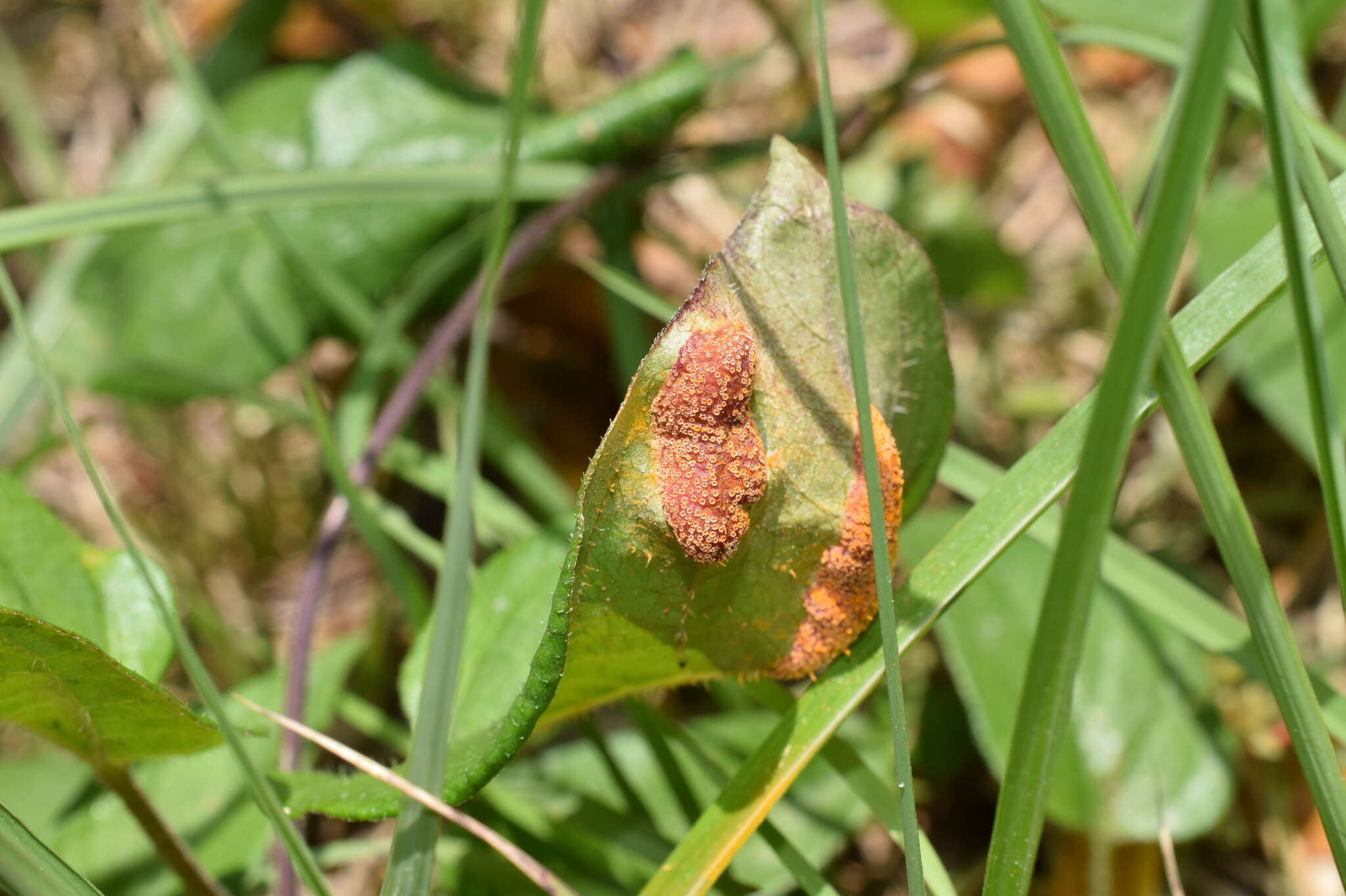 Image de Puccinia paederiae (Dietel) Gorlenko 1970