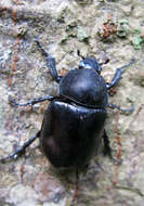 Image of <i>Xylotrupes <i>gideon</i></i> gideon