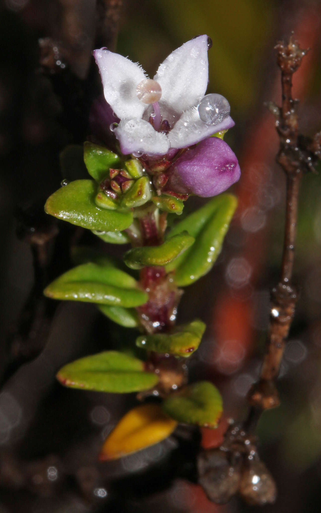 Image of Arcytophyllum lavarum K. Schum. ex Standl.