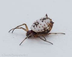 Image of White Micrathena