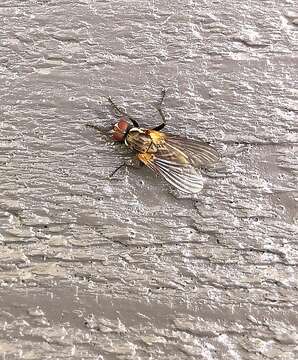 Image of Root-maggot fly