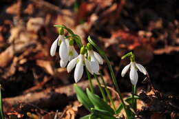 Image of Galanthus plicatus M. Bieb.