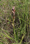 Image of Small-flowered serapias