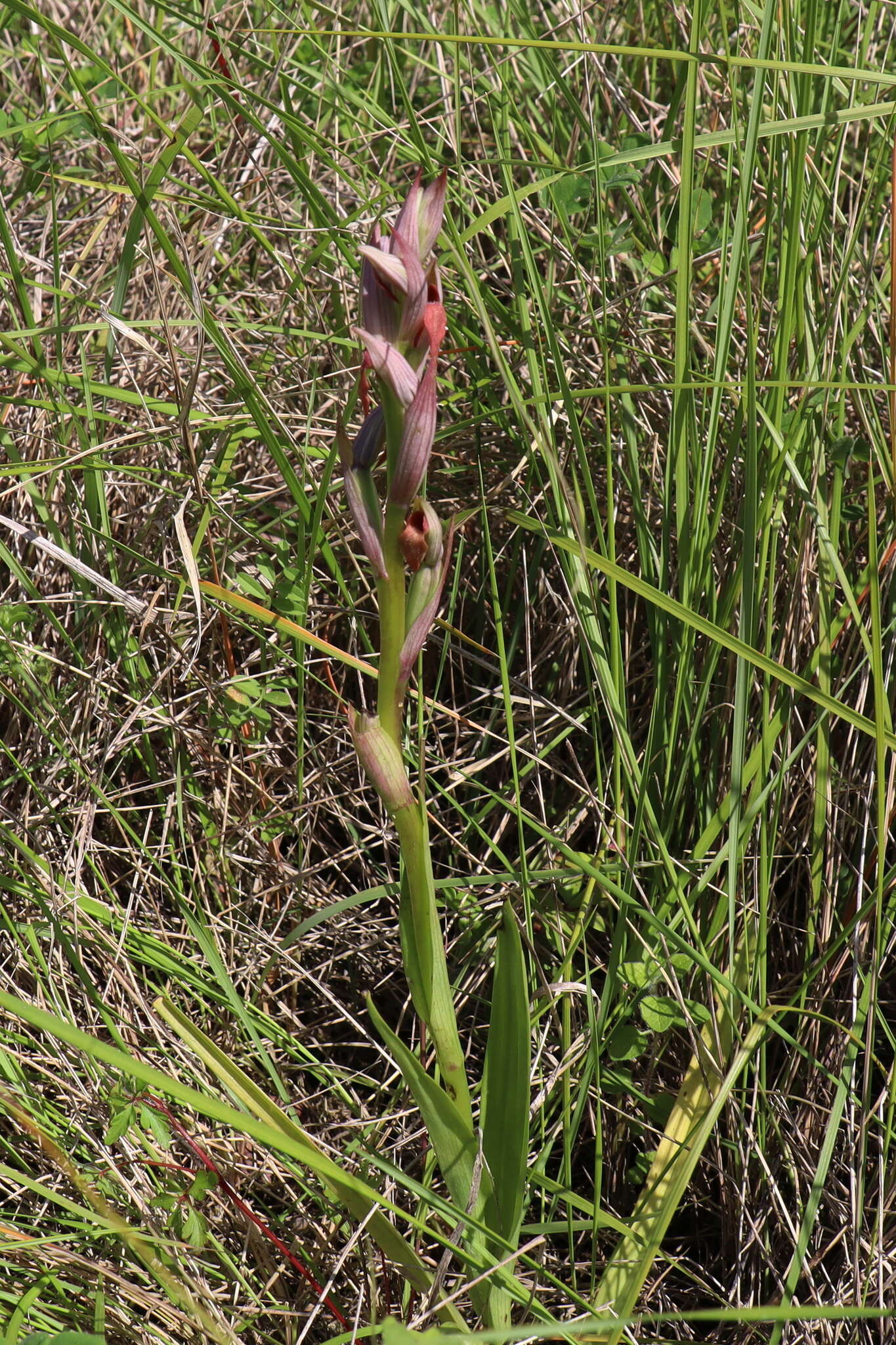 Image of Small-flowered serapias