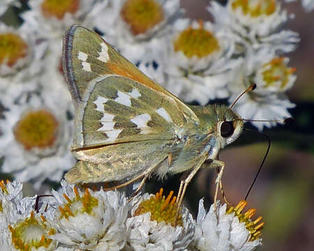 Image of Juba Skipper