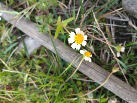 Sabazia humilis Cass. resmi