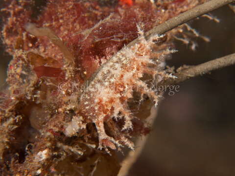 Image of bushy-backed nudibranch