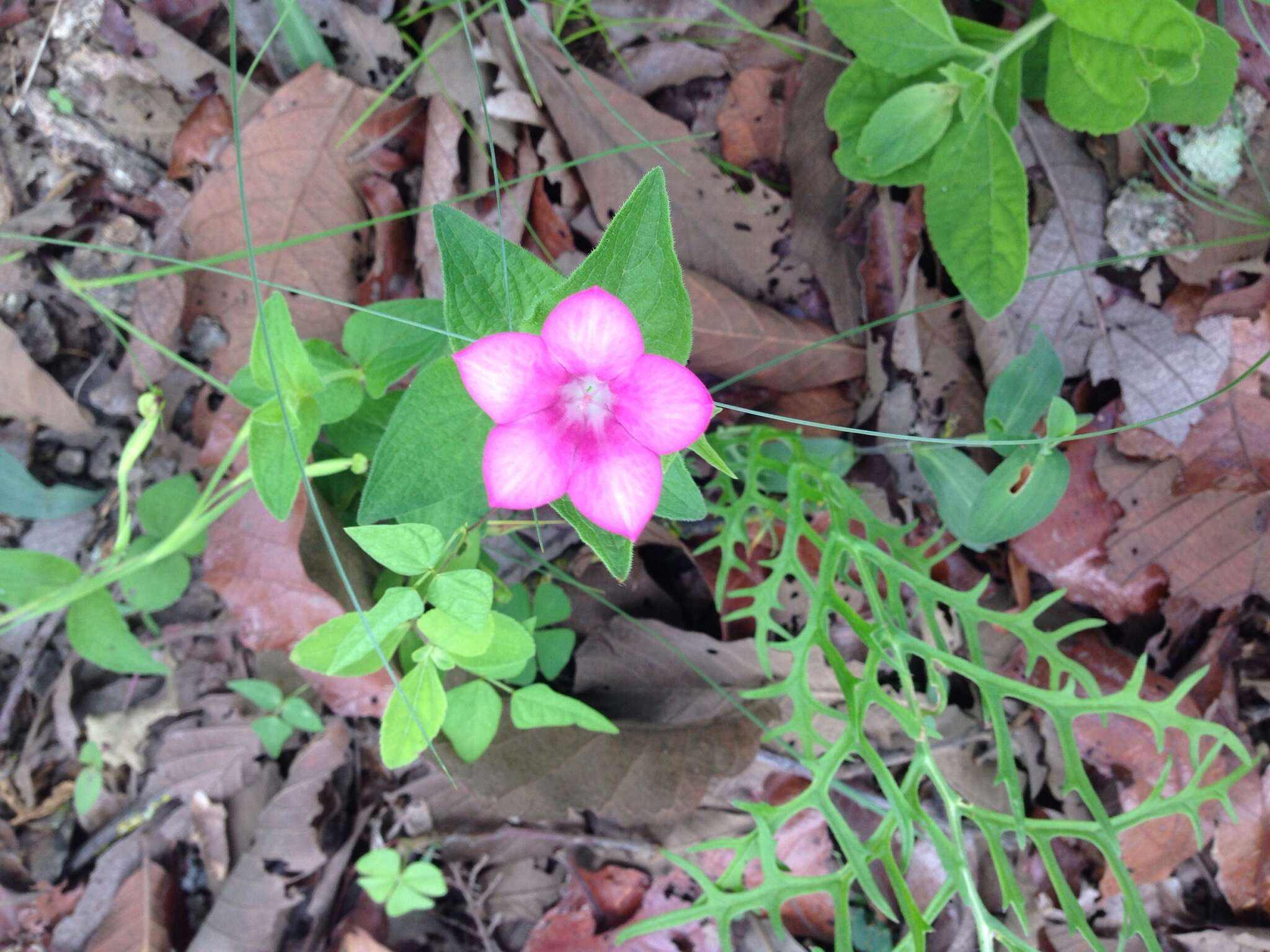 Imagem de Spigelia scabrella Benth.