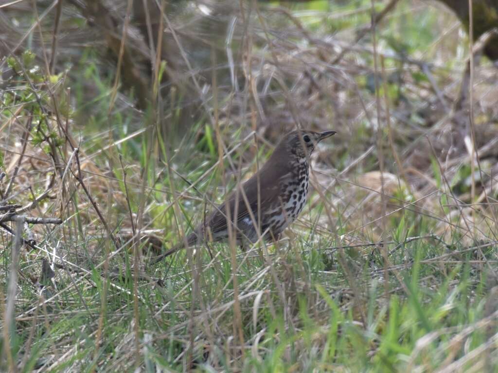 Image of Song Thrush