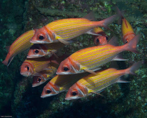 Image of Goldlined squirrelfish