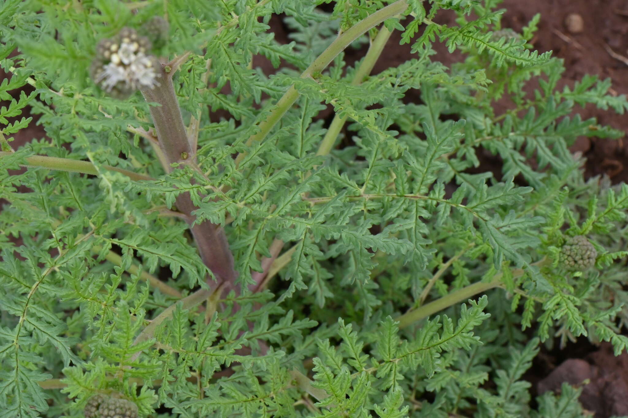 Phacelia alba Rydb. resmi