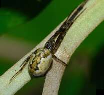 Image of Nanometa lagenifera (Urquhart 1888)