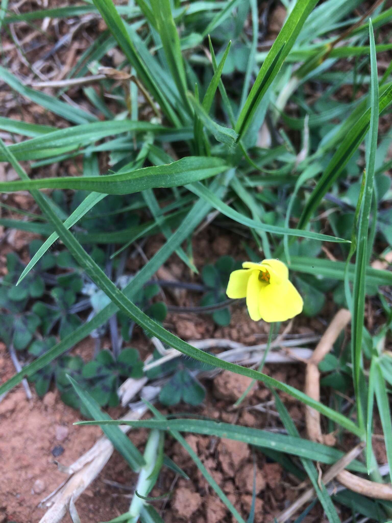 Image of Oxalis compressa var. compressa