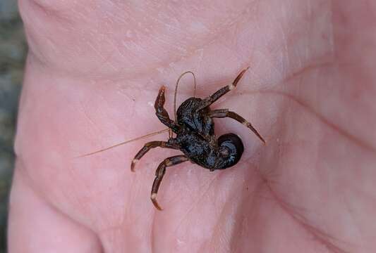 Image of Hairy Hermit Crab