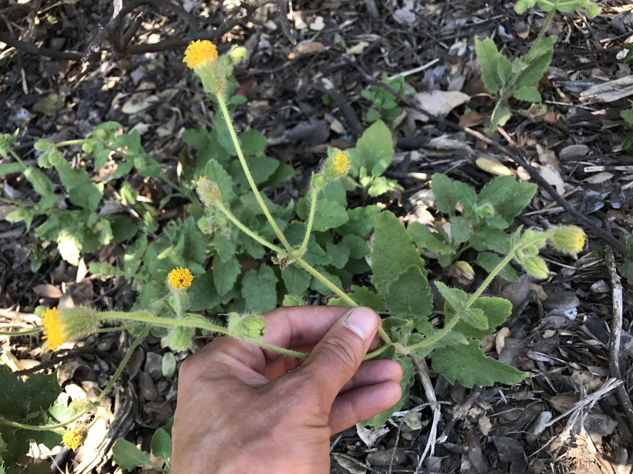 Image of rayless arnica