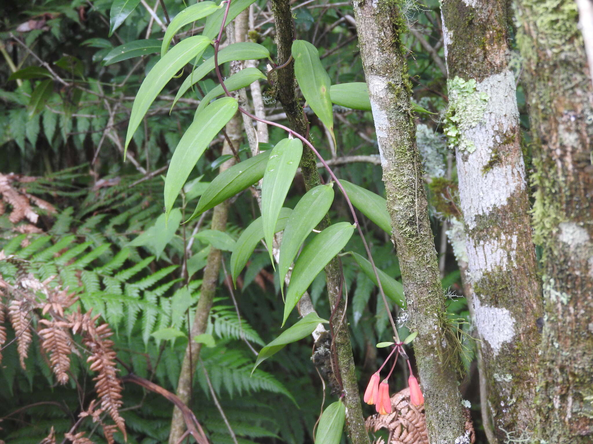 Image of Bomarea acutifolia (Link & Otto) Herb.