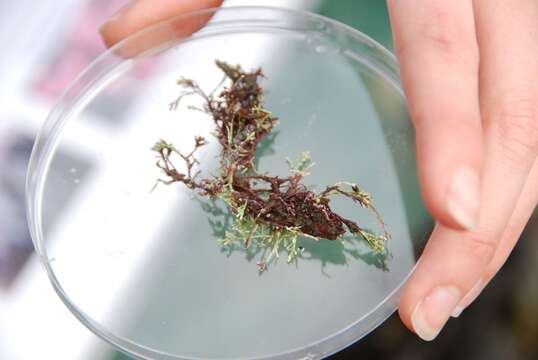 Image of common coral weed