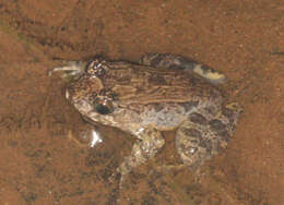Image of Betsileo Madagascar Frog