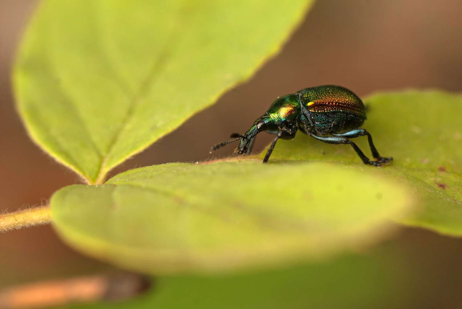 Image of poplar leaf-rolling weevil