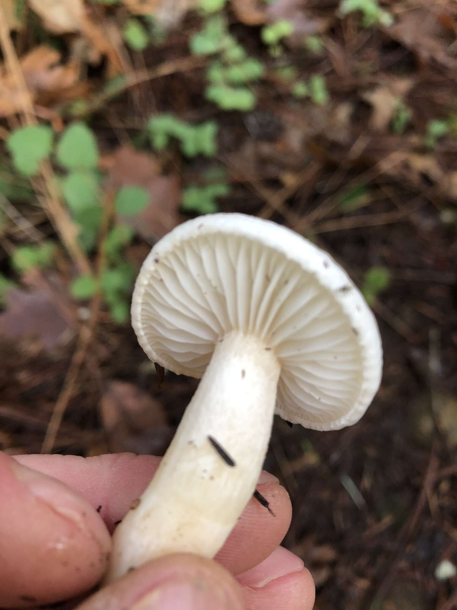 Image of Hygrophorus eburneus (Bull.) Fr. 1838