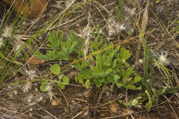 Image of Lupinus gibertianus C. P. Sm.