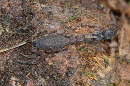 Image of Tityus crassicauda Lourenço 2013