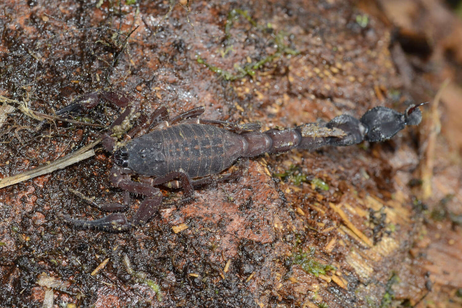 Image of Tityus crassicauda Lourenço 2013