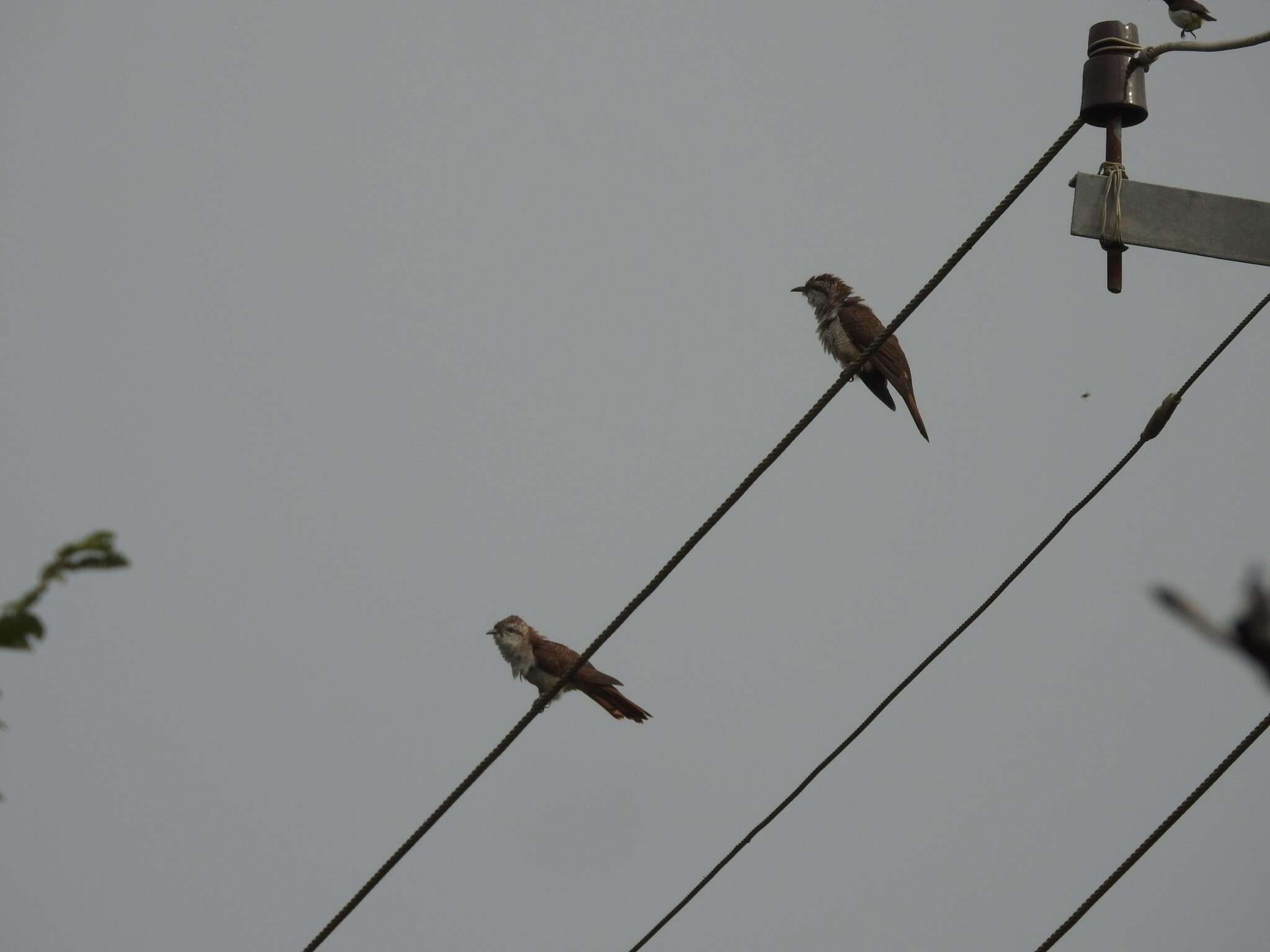 Image of Banded Bay Cuckoo