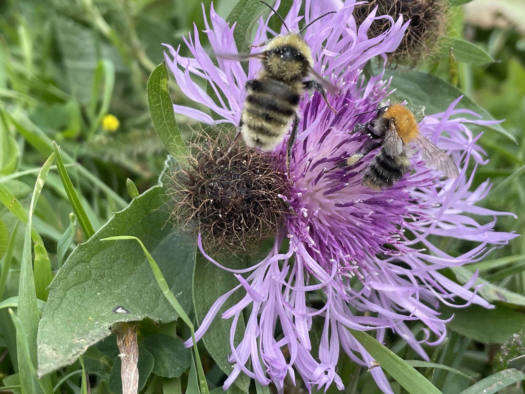 Image of short-haired bumblebee