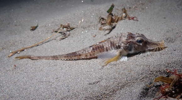 Image of Sturgeon poacher